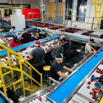 Trabalhadores selecionam maçãs em esteira de uma fábrica de alimentos.