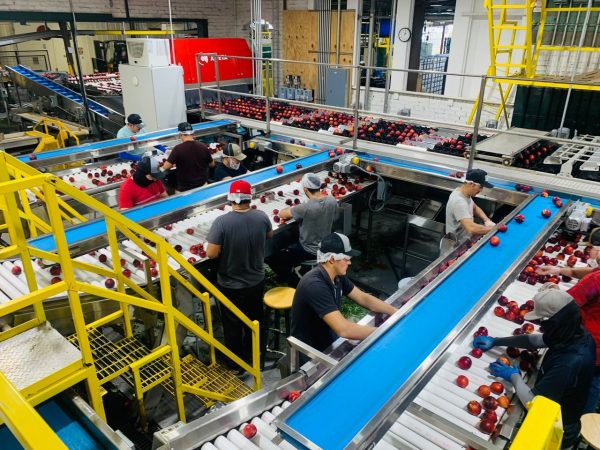 Trabalhadores selecionam maçãs em esteira de uma fábrica de alimentos.
