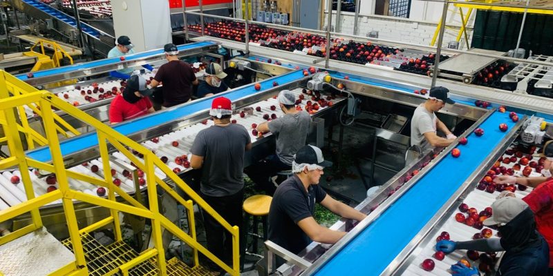 Trabalhadores selecionam maçãs em esteira de uma fábrica de alimentos.